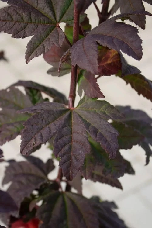 Burgundy Jewel Vine Maple (Acer Circinatum) - 5 Gallon Pot 4 Burgundy Jewel Vine Maple (Acer Circinatum) - 5 Gallon Pot - Image 4