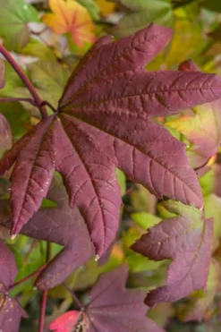 Burgundy Jewel Vine Maple (Acer Circinatum) - 5 Gallon Pot 13 Burgundy Jewel Vine Maple (Acer Circinatum) - 5 Gallon Pot -OLALA Plant Shop acer circinatum burgundy jewel vine maple 7