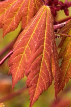Emmett's Pumpkin Japanese Maple (Acer Japonicum) - 1 Gallon Pot 16 Emmett's Pumpkin Japanese Maple (Acer Japonicum) - 1 Gallon Pot -OLALA Plant Shop acer japonicum emmets pumpkin japanese maple 1