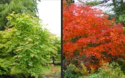 Emmett's Pumpkin Japanese Maple (Acer Japonicum) - 1 Gallon Pot 23 Emmett's Pumpkin Japanese Maple (Acer Japonicum) - 1 Gallon Pot -OLALA Plant Shop acer japonicum emmets pumpkin japanese maple 10