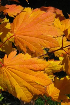 Emmett's Pumpkin Japanese Maple (Acer Japonicum) - 1 Gallon Pot 19 Emmett's Pumpkin Japanese Maple (Acer Japonicum) - 1 Gallon Pot -OLALA Plant Shop acer japonicum emmets pumpkin japanese maple 2
