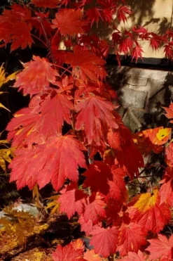 Emmett's Pumpkin Japanese Maple (Acer Japonicum) - 1 Gallon Pot 21 Emmett's Pumpkin Japanese Maple (Acer Japonicum) - 1 Gallon Pot -OLALA Plant Shop acer japonicum emmets pumpkin japanese maple 5