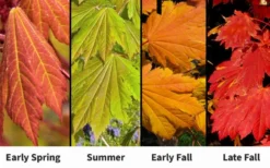 Emmett's Pumpkin Japanese Maple (Acer Japonicum) - 1 Gallon Pot 15 Emmett's Pumpkin Japanese Maple (Acer Japonicum) - 1 Gallon Pot -OLALA Plant Shop acer japonicum emmets pumpkin japanese maple 7