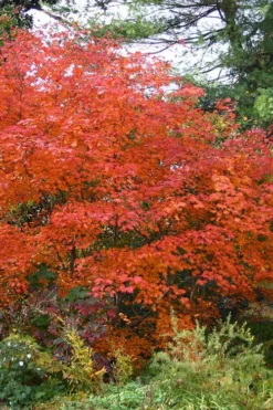 Emmett's Pumpkin Japanese Maple (Acer Japonicum) - 1 Gallon Pot 22 Emmett's Pumpkin Japanese Maple (Acer Japonicum) - 1 Gallon Pot -OLALA Plant Shop acer japonicum emmets pumpkin japanese maple 9