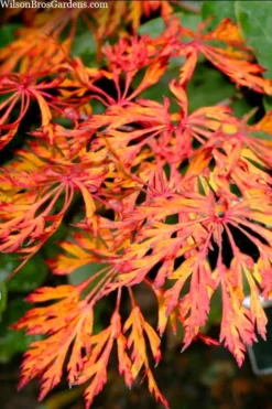 Fairy Lights Full Moon Japanese Maple - 3 Gallon Pot -OLALA Plant Shop acer japonicum fairy lights full moon maple 3