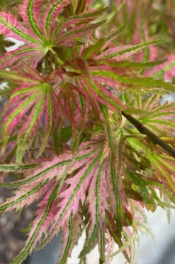 Abigail Rose Japanese Maple - 3 Gallon Pot -OLALA Plant Shop acer palmatum abigail rose japanese maple 3