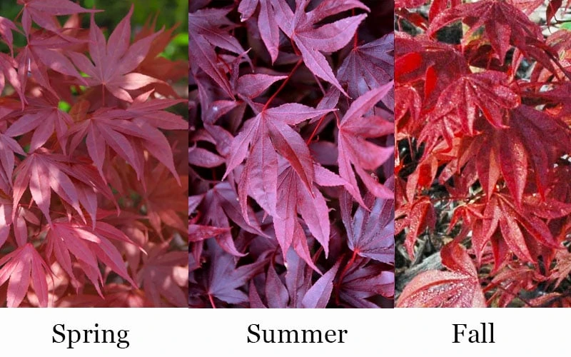 Adrian's Compact Japanese Maple - 5 Gallon Pot 4 Adrian's Compact Japanese Maple - 5 Gallon Pot - Image 4