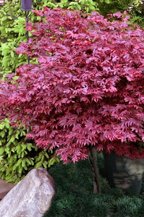 Adrian's Compact Japanese Maple - 5 Gallon Pot 1 Adrian's Compact Japanese Maple - 5 Gallon Pot