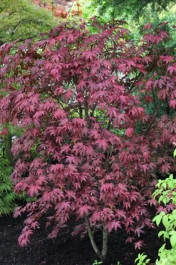 Amagi Shigure Japanese Maple - 3 Gallon Pot -OLALA Plant Shop acer palmatum amagi shigure japanese maple 1