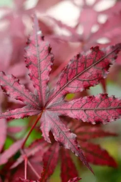 Amagi Shigure Japanese Maple - 3 Gallon Pot -OLALA Plant Shop acer palmatum amagi shigure japanese maple 2