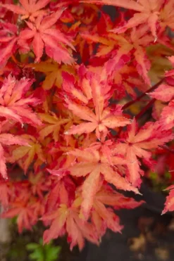 Anne Irene Japanese Maple - 3 Gallon Pot -OLALA Plant Shop acer palmatum anne irene japanese maple 5