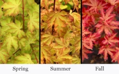 Anne Irene Japanese Maple - 3 Gallon Pot -OLALA Plant Shop acer palmatum anne irene japanese maple 6