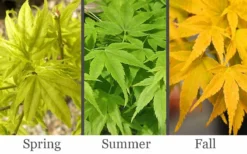 Aoyagi Japanese Maple (Ukon) - 5 Gallon Pot -OLALA Plant Shop acer palmatum aoyagi japanese maple 2