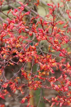 Beni Hime Dwarf Japanese Maple - 3 Gallon Pot -OLALA Plant Shop acer palmatum beni hime japanese maple 5