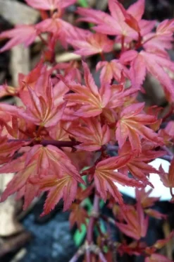 Beni Hime Dwarf Japanese Maple - 3 Gallon Pot -OLALA Plant Shop acer palmatum beni hime japanese maple 8