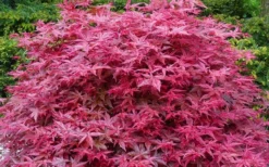 'Beni Maiko' Red Dancing Girl Japanese Maple - 5 Gallon Pot 9 'Beni Maiko' Red Dancing Girl Japanese Maple - 5 Gallon Pot -OLALA Plant Shop acer palmatum beni maiko japanese maple 2