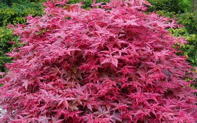 'Beni Maiko' Red Dancing Girl Japanese Maple - 5 Gallon Pot 5 'Beni Maiko' Red Dancing Girl Japanese Maple - 5 Gallon Pot - Image 5