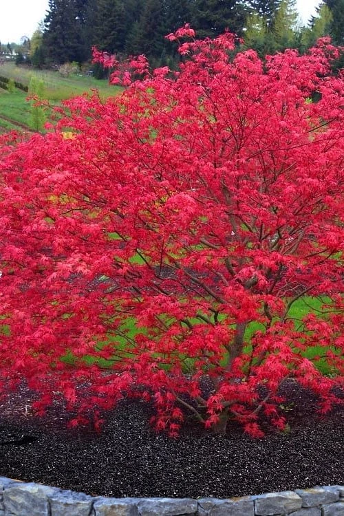 'Beni Maiko' Red Dancing Girl Japanese Maple - 5 Gallon Pot 1 'Beni Maiko' Red Dancing Girl Japanese Maple - 5 Gallon Pot