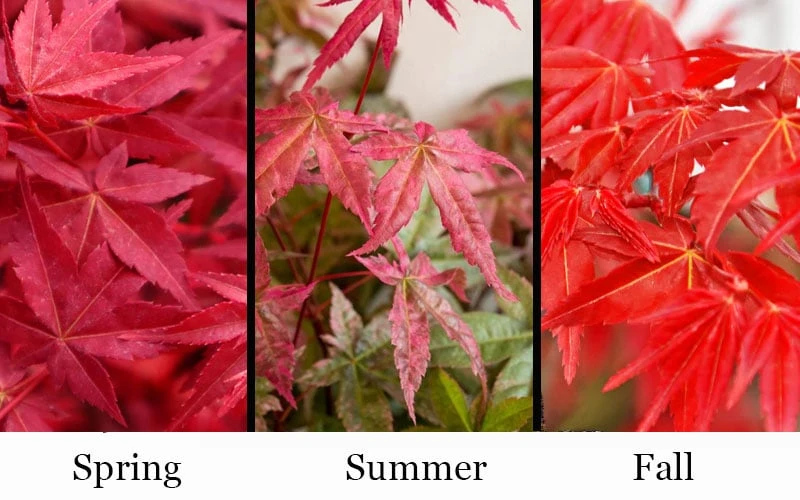 'Beni Maiko' Red Dancing Girl Japanese Maple - 5 Gallon Pot 4 'Beni Maiko' Red Dancing Girl Japanese Maple - 5 Gallon Pot - Image 4