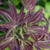 'Beni Shi En' Purple Smoke Japanese Maple - 3 Gallon Pot