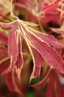 'Beni Shi En' Purple Smoke Japanese Maple - 3 Gallon Pot -OLALA Plant Shop acer palmatum beni shi en japanese maple tree 15
