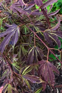 'Beni Shi En' Purple Smoke Japanese Maple - 3 Gallon Pot -OLALA Plant Shop acer palmatum beni shi en japanese maple tree 20
