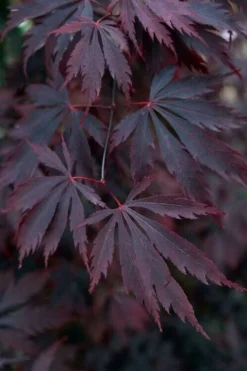 Black Lace Japanese Maple - 6 Gallon Pot 14 Black Lace Japanese Maple - 6 Gallon Pot -OLALA Plant Shop acer palmatum black lace japanese maple 1