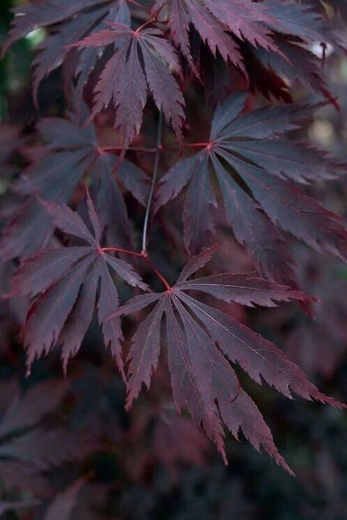 Black Lace Japanese Maple - 6 Gallon Pot 5 Black Lace Japanese Maple - 6 Gallon Pot - Image 5