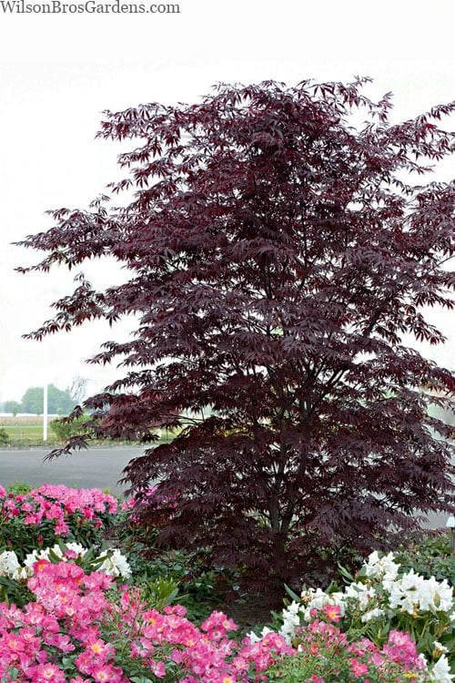 Black Lace Japanese Maple - 6 Gallon Pot 1 Black Lace Japanese Maple - 6 Gallon Pot
