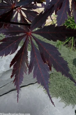 Black Lace Japanese Maple - 6 Gallon Pot 13 Black Lace Japanese Maple - 6 Gallon Pot -OLALA Plant Shop acer palmatum black lace japanese maple 3
