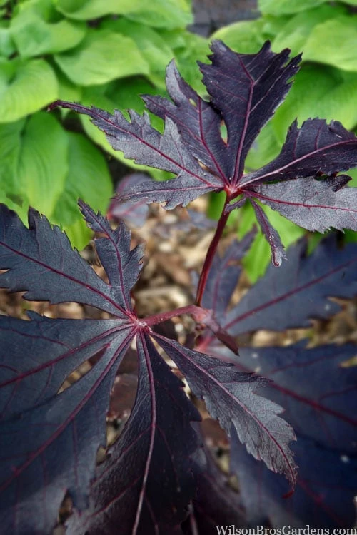 Black Lace Japanese Maple - 6 Gallon Pot 10 Black Lace Japanese Maple - 6 Gallon Pot - Image 10