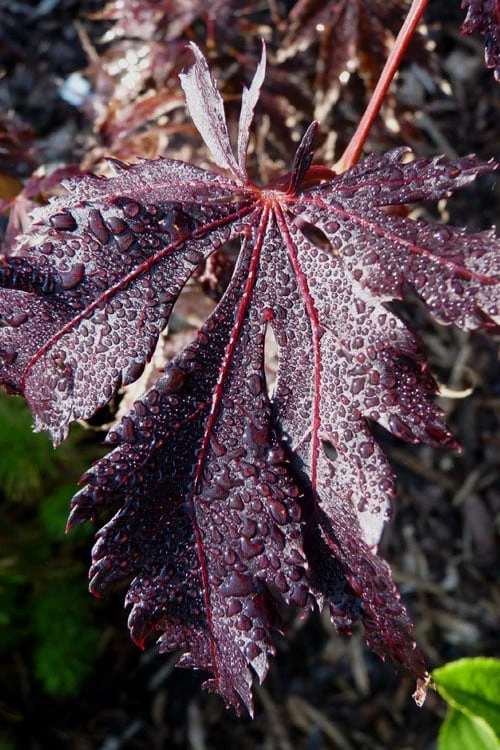 Black Lace Japanese Maple - 6 Gallon Pot 9 Black Lace Japanese Maple - 6 Gallon Pot - Image 9