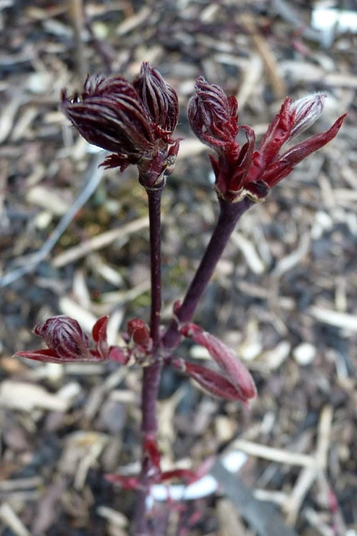 Black Lace Japanese Maple - 6 Gallon Pot 8 Black Lace Japanese Maple - 6 Gallon Pot - Image 8