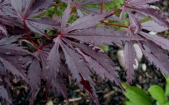 Black Lace Japanese Maple - 6 Gallon Pot 16 Black Lace Japanese Maple - 6 Gallon Pot -OLALA Plant Shop acer palmatum black lace japanese maple 9