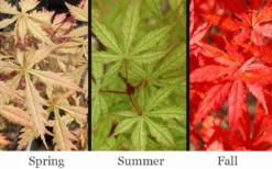 Blonde Beauty Japanese Maple - 3 Gallon Pot -OLALA Plant Shop acer palmatum blonde beauty japanese maple 2