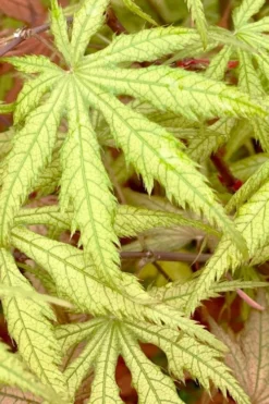 Blonde Beauty Japanese Maple - 3 Gallon Pot -OLALA Plant Shop acer palmatum blonde beauty japanese maple 3