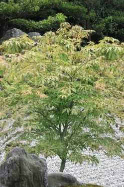 Blonde Beauty Japanese Maple - 3 Gallon Pot -OLALA Plant Shop acer palmatum blonde beauty japanese maple 5