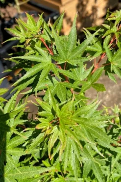 Corvallis Broom Dwarf Coral Bark Japanese Maple - 3 Gallon Pot -OLALA Plant Shop acer palmatum corvallis broom dwarf coral bark japanese maple 3