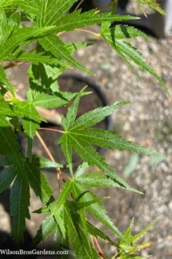 Corvallis Broom Dwarf Coral Bark Japanese Maple - 3 Gallon Pot -OLALA Plant Shop acer palmatum corvallis broom dwarf coral bark japanese maple 5