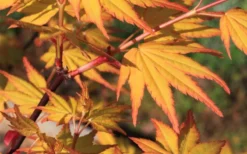 Spring Orange Japanese Maple (Acer Palmatum 'Daidai Haru) - 3 Gallon Pot -OLALA Plant Shop acer palmatum daidai haru spring orange japanese maple 5