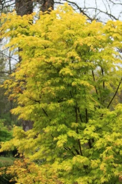 Spring Orange Japanese Maple (Acer Palmatum 'Daidai Haru) - 3 Gallon Pot -OLALA Plant Shop acer palmatum daidai haru spring orange japanese maple 7