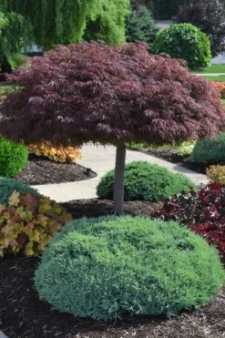 Crimson Queen Dwarf Japanese Maple (High Graft Tree Form) - 2 Gallon Pot -OLALA Plant Shop acer palmatum dissectum crimson queen high graft tree form formal