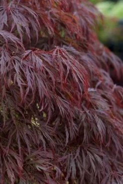 Crimson Queen Dwarf Japanese Maple (High Graft Tree Form) - 2 Gallon Pot -OLALA Plant Shop acer palmatum dissectum crimson queen leaves