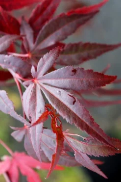 Dragon Tears Japanese Maple - 3 Gallon Pot -OLALA Plant Shop acer palmatum dragon tears japanese maple 1