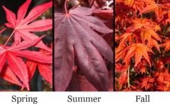 Dragon Tears Japanese Maple - 3 Gallon Pot -OLALA Plant Shop acer palmatum dragon tears japanese maple 6