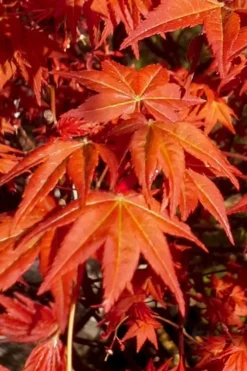 Dragon Tears Japanese Maple - 3 Gallon Pot -OLALA Plant Shop acer palmatum dragon tears japanese maple 7
