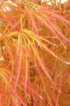 Edgewood's Golden Japanese Maple - 3 Gallon Pot -OLALA Plant Shop acer palmatum edgewoods golden 1