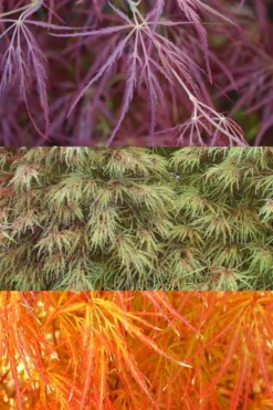 Edgewood's Golden Japanese Maple - 3 Gallon Pot -OLALA Plant Shop acer palmatum edgewoods golden 4