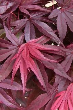 Emperor 1 Japanese Maple - 3 Gallon Pot 11 Emperor 1 Japanese Maple - 3 Gallon Pot -OLALA Plant Shop acer palmatum emperor 1 japanese maple 20 2
