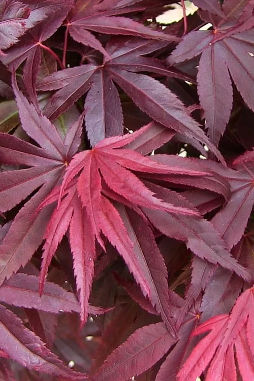 Emperor 1 Japanese Maple - 5 Gallon Pot (6-7') 6 Emperor 1 Japanese Maple - 5 Gallon Pot (6-7') - Image 6